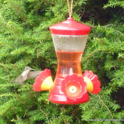 Growing in Grace | Make Your own Hummingbird Food