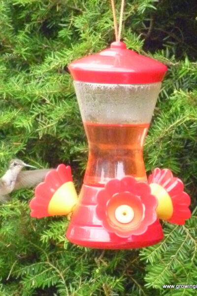Growing in Grace | Make Your own Hummingbird Food
