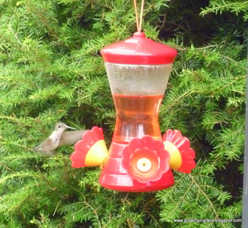 , Make Your own Hummingbird Food, Growing in Grace