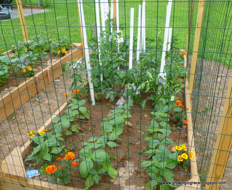 , Fencing &#038; Growth  of our Raised Gardens, Growing in Grace