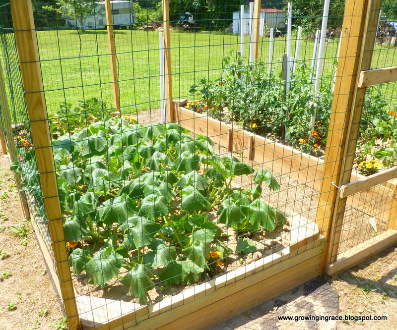 , Fencing &#038; Growth  of our Raised Gardens, Growing in Grace