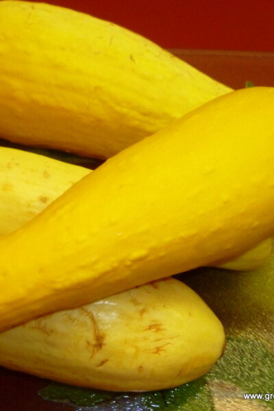 P1020884.JPG Growing in Grace | Yellow Squash Casserole