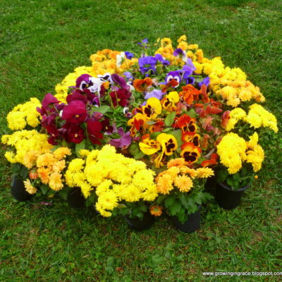 Growing in Grace | Flower Frugal Find
