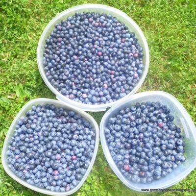 Growing in Grace | Blueberry Cobbler with Strudel Topping