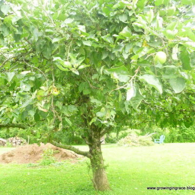 Growing in Grace | Fried Apples