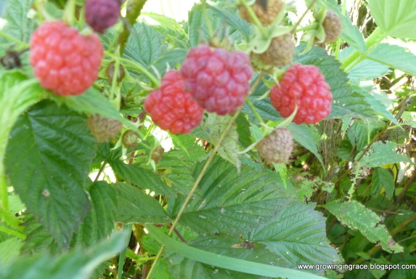Growing in Grace | Red Raspberry Sauce