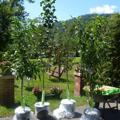 Growing in Grace | Bargain Fruit Trees