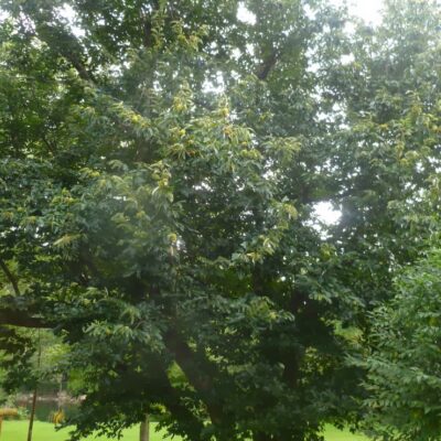 Growing in Grace | Chestnut Stuffing