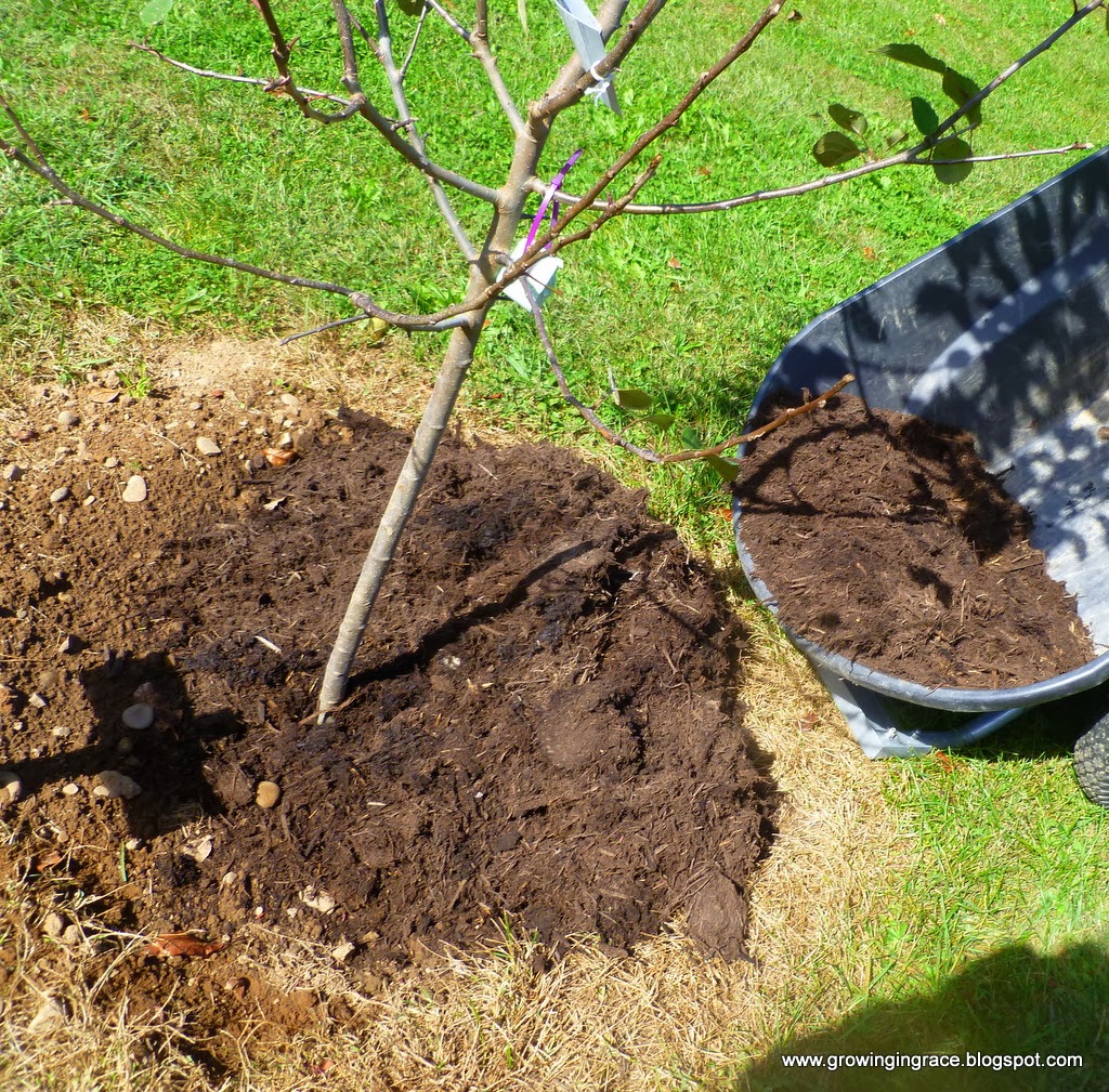 , Planting Fruit Trees, Growing in Grace
