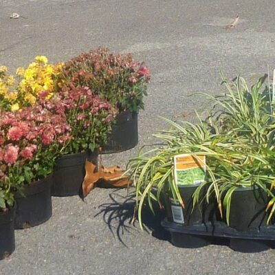 Growing in Grace | Bargain Flower Finds