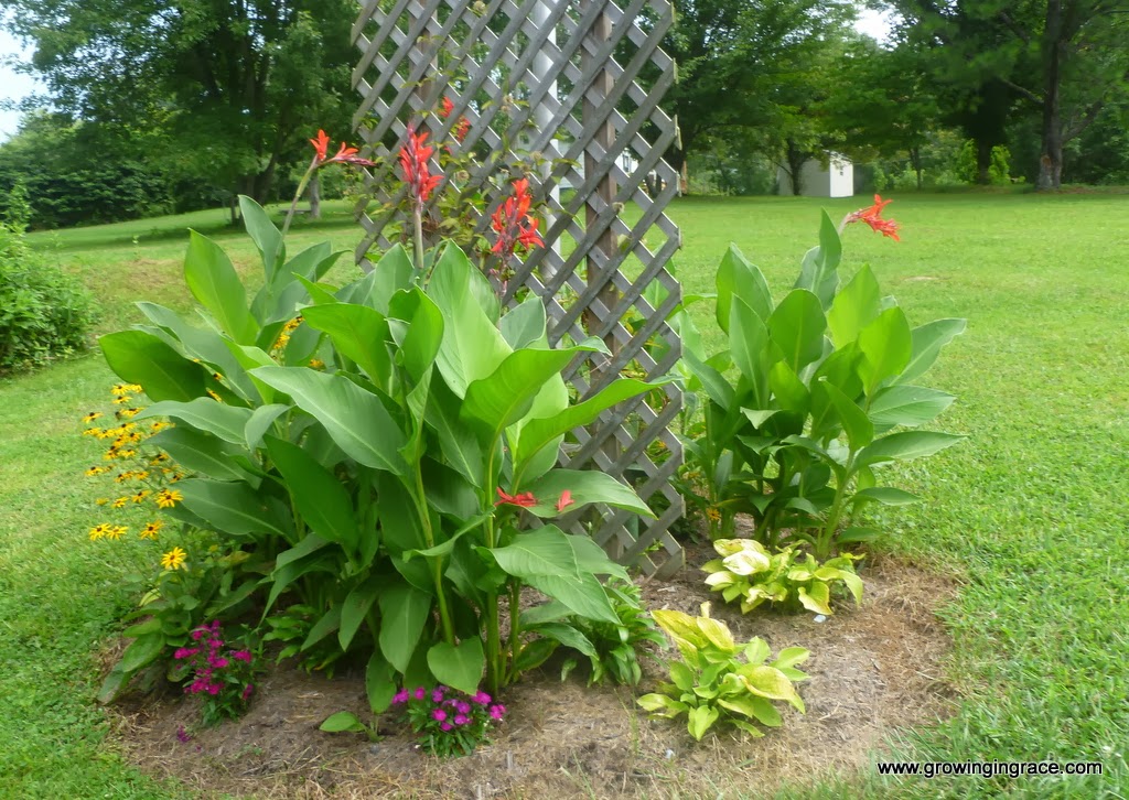 , Growing Cannas, Growing in Grace