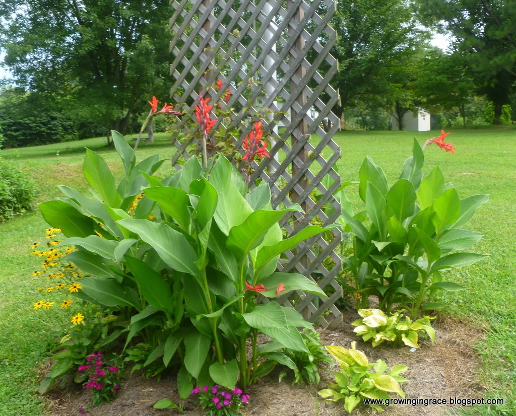 , Growing Cannas, Growing in Grace