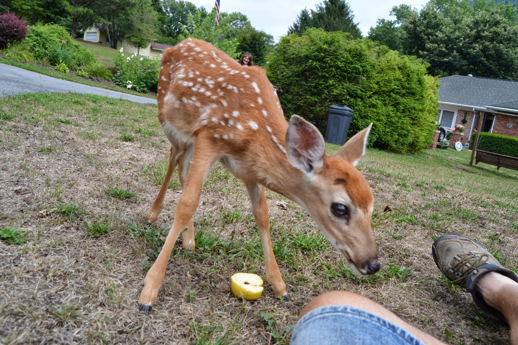 , Fawn Comes to Visit, Growing in Grace