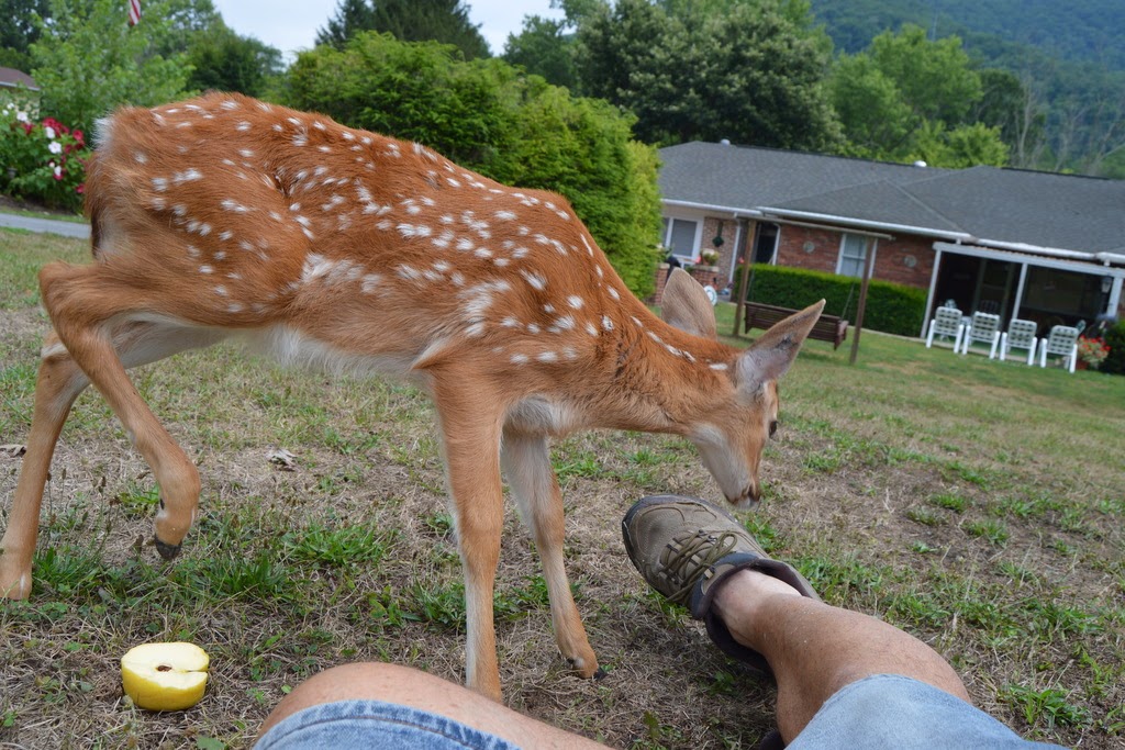 , Fawn Comes to Visit, Growing in Grace